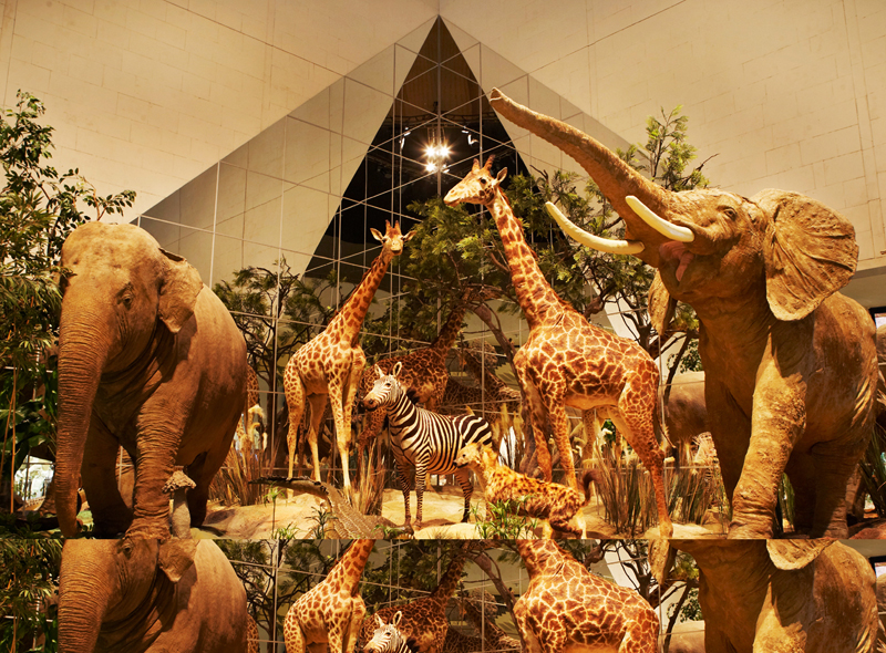 Экспозиции: Ноябрь в Государственном Дарвиновском музее
