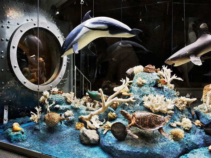 Экспозиции: Новая экспозиция Океан в Дарвиновском музее
