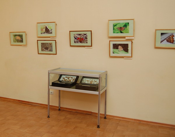 Экспозиции: Выставка «Бабочки пушкинского детства» в Палатах г.Владимира
