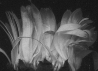 Цветы Паоло Дель Эльче в Выставочном зале Петрозаводска

