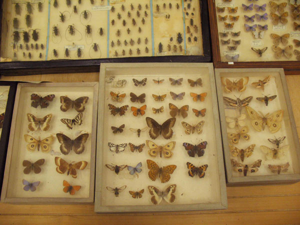 Экспозиции: Коллекция бабочек
