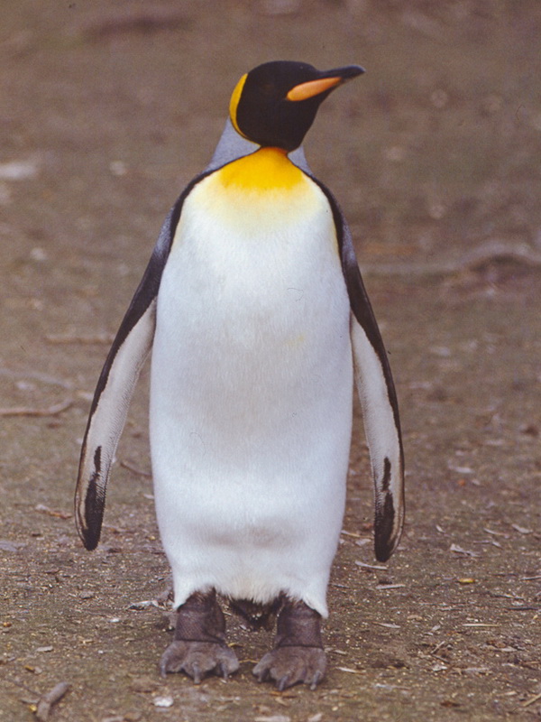 Экспозиции: Императорский пингвин. Совсем один
