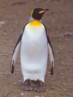Императорский пингвин. Совсем один
