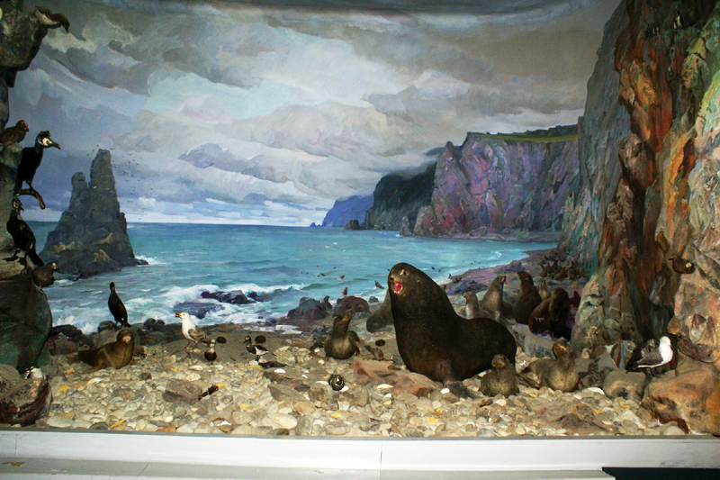 Экспозиции: Диорама Охотское побережье в экспозиции Природа Хабаровского края
