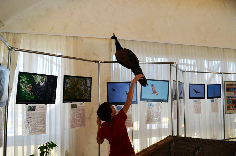 Экспозиции: «Птичий базар» в Чувашском национальном музее
