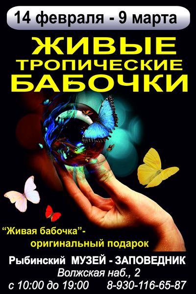 Экспозиции: Живые тропические бабочки в Рыбинском музее. 2014
