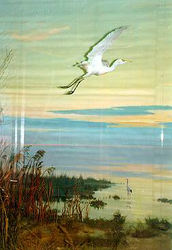 Экспозиции: Фрагмент диорамы Озеро Ханка. Зал природы
