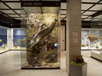 Гигантский сом в Дарвиновском музее.

