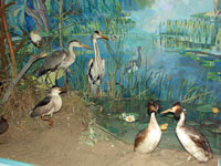 Экспозиции: Отдел природы. Диорама Река Терешк
