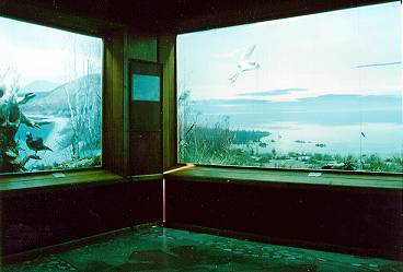 Экспозиции: Диарамы Утка мандаринка и Озеро Ханка в зале природы

