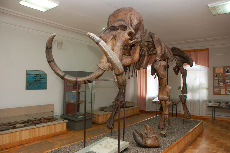Экспозиции: Зал Геологические и палеонтологическое прошлое Пензенского края. Сборный скелет мамонта
