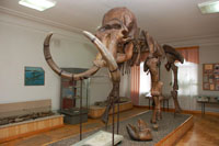 Зал Геологические и палеонтологическое прошлое Пензенского края. Сборный скелет мамонта
