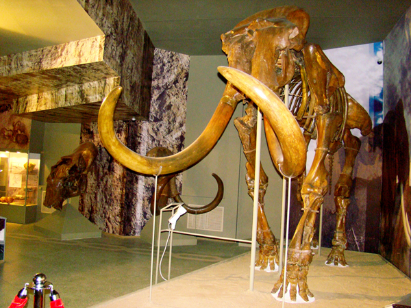Экспозиции: Скелет трогонтериевого мамонта

