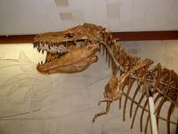 Скелет крупного хищного динозавра - тарбозавра
