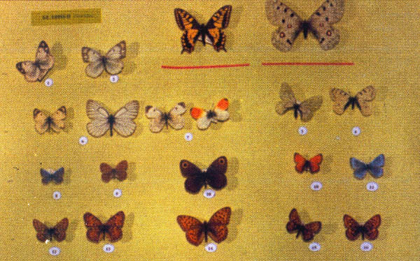 Экспозиции: Фрагмент коллекции бабочек
