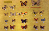 Фрагмент коллекции бабочек
