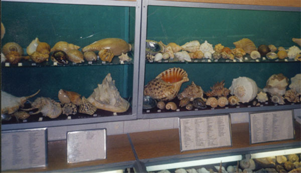 Экспозиции: Отдел Мировой океан. Морские раковины

