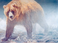 Бурый медведь. 2009.
