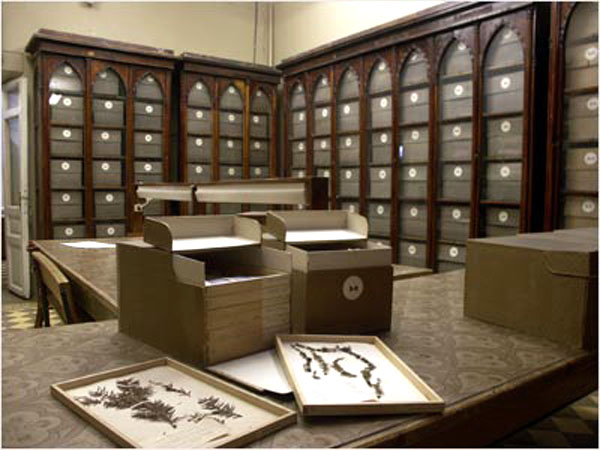 Экспозиции: Зал Ботанического музея
