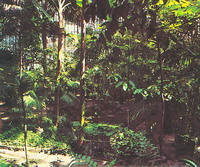 Большая пальмовая оранжерея. Ботанический сад, Петербург
