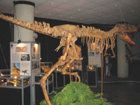 В  Саратовском музее краеведения открылась выставка Мир динозавров

