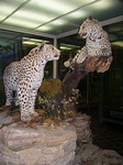 Зоологический музей Зоологического института РАН
