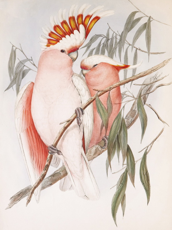 Экспозиции: «Птицы  Джона Гульда»
