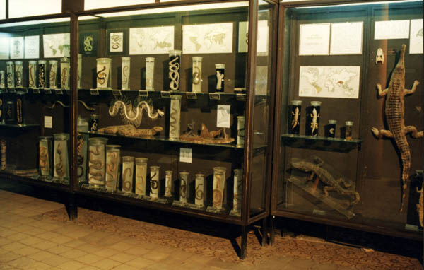 Экспозиции: Витрины нижнего экспозиционного зала музея с рептилиями
