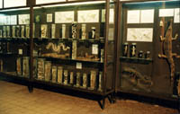 Витрины нижнего экспозиционного зала музея с рептилиями
