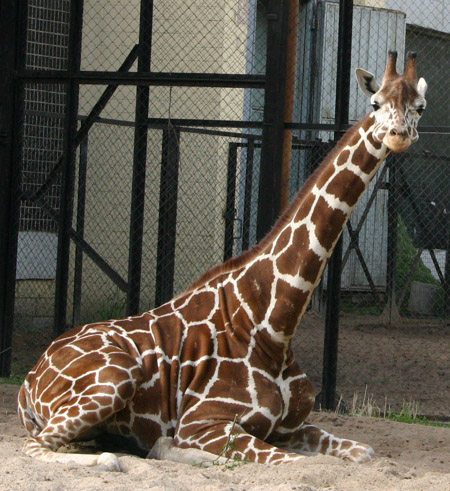 Экспозиции: Жираф. Ленинградский зоопарк

