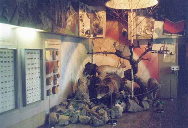 Экспозиции: Фрагмент экспозиции Животный мир юга Кузбасса.

