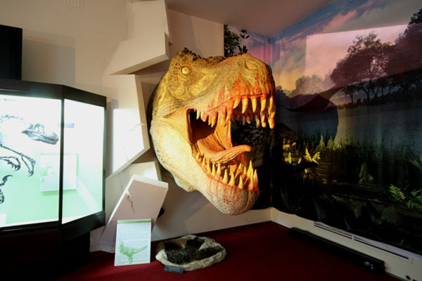 Экспозиции: Реконструкция головы Тираннозавра
