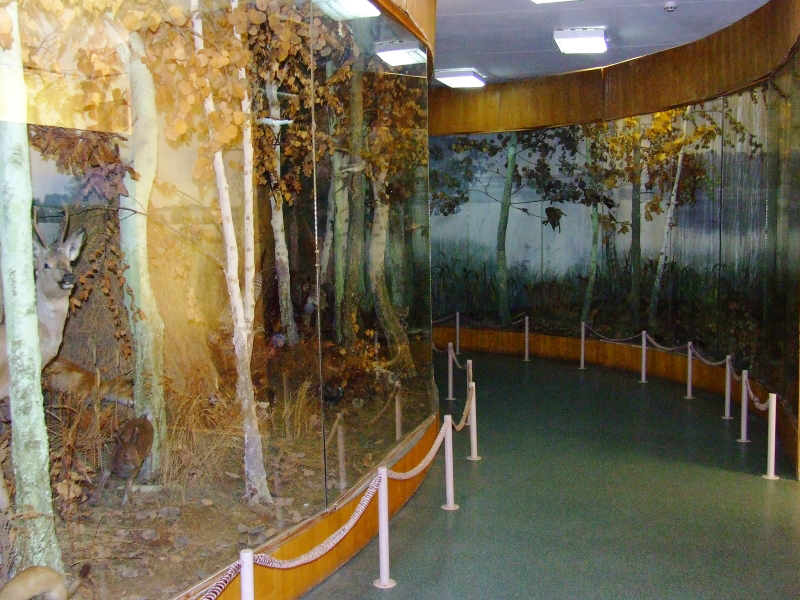 Экспозиции: Зал природы
