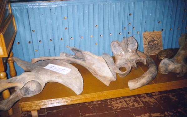 Экспозиции: Фрагмент экспозиции. Кости мамонта. Возраст находок 10-12 тыс. лет

