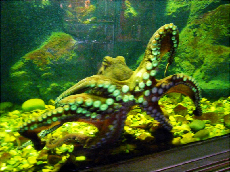 Экспозиции: Гигантский осьминог (Octopusdofleini)

