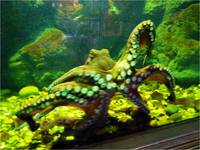Гигантский осьминог (Octopusdofleini)
