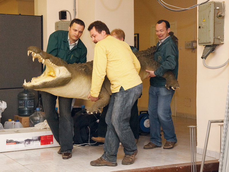 Экспозиции: Нильский  крокодил – подарок  Шереметьевской таможни.
