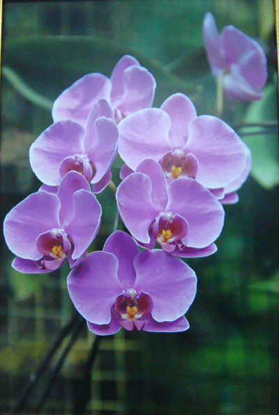 Экспозиции: Фото. Орхидея Фаленопсис Шиллера
