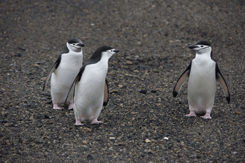 Экспозиции: Пингвины
