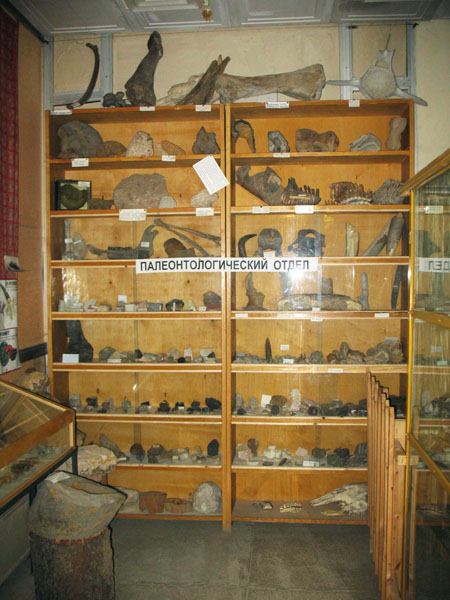 Экспозиции: Палеонтологический отдел музея
