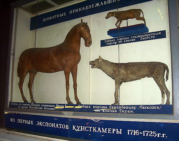 Экспозиции: Зоологический музей Зоологического института РАН
