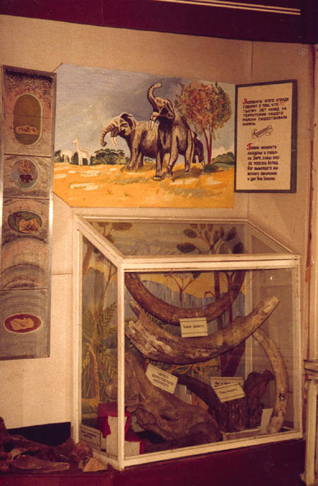 Экспозиции: Палеонтологическая коллекция
