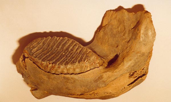 Экспозиции: Челюсть мамонта. 150 млн. лет
