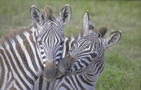 Зебры парка Серенгети
