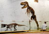 Скелет крупного хищного динозавра - тарбозавра

