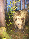 Отдел природы. Диорама Бурый медведь
