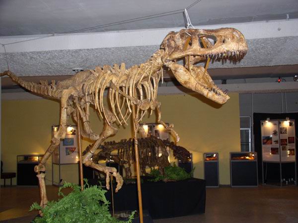 Экспозиции: Трабозавр, возраст 75 млн. лет
