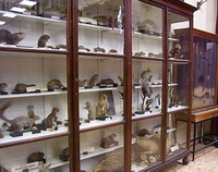 Музей лесной энтомологии и лесной зоологии Санкт-Петербургской лесотехнической академии
