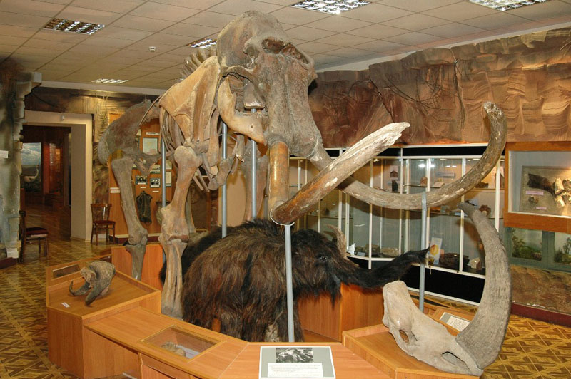 Экспозиции: Экспозиция Мамонтовая фауна
