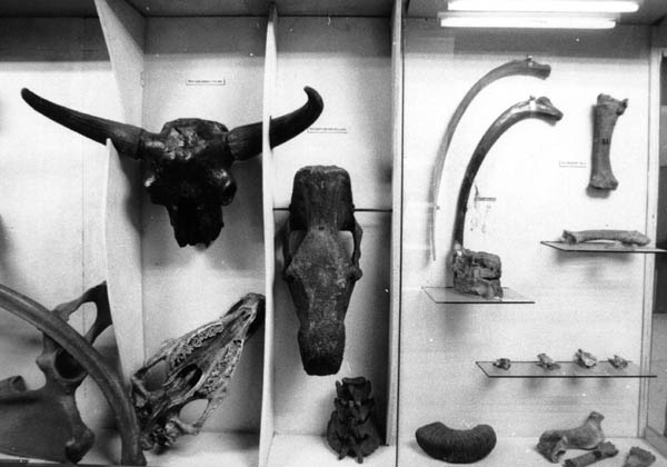 Экспозиции: Останки ископаемых животных: череп быка бизона, череп шерстистого носорога
